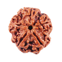 Load image into Gallery viewer, 5 Mukhi Rudraksha from Nepal - Bead No. 458
