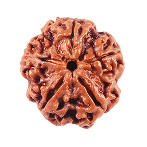 5 Mukhi Rudraksha from Nepal - Bead No. 458