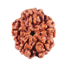 Load image into Gallery viewer, 5 Mukhi Rudraksha from Nepal - Bead No. 459
