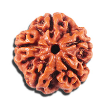 Load image into Gallery viewer, 5 Mukhi Rudraksha from Nepal - Bead No. 460
