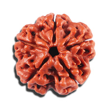 Load image into Gallery viewer, 5 Mukhi Rudraksha from Nepal - Bead No. 462
