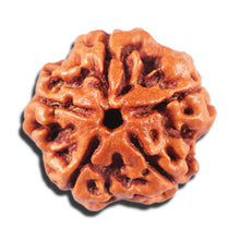 Load image into Gallery viewer, 5 Mukhi Rudraksha from Nepal - Bead No. 463
