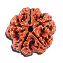 Load image into Gallery viewer, 5 Mukhi Rudraksha from Nepal - Bead No. 464
