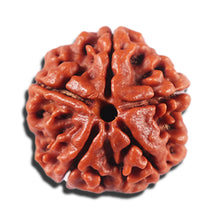 Load image into Gallery viewer, 5 Mukhi Rudraksha from Nepal - Bead No. 465
