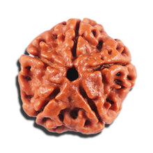 Load image into Gallery viewer, 5 Mukhi Rudraksha from Nepal - Bead No. 466
