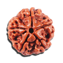 Load image into Gallery viewer, 5 Mukhi Rudraksha from Nepal - Bead No. 467
