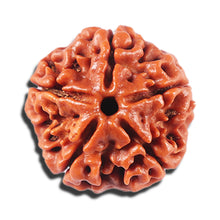 Load image into Gallery viewer, 5 Mukhi Rudraksha from Nepal - Bead No. 468
