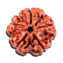 Load image into Gallery viewer, 5 Mukhi Rudraksha from Nepal - Bead No. 469
