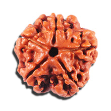 Load image into Gallery viewer, 5 Mukhi Rudraksha from Nepal - Bead No. 470
