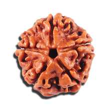 Load image into Gallery viewer, 5 Mukhi Rudraksha from Nepal - Bead No. 471
