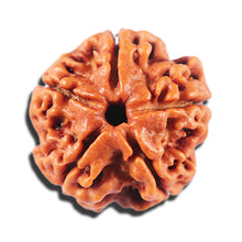 Load image into Gallery viewer, 5 Mukhi Rudraksha from Nepal - Bead No. 472
