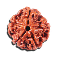 Load image into Gallery viewer, 5 Mukhi Rudraksha from Nepal - Bead No. 473
