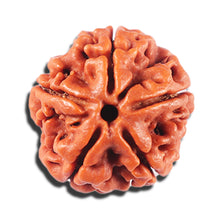 Load image into Gallery viewer, 5 Mukhi Rudraksha from Nepal - Bead No. 474
