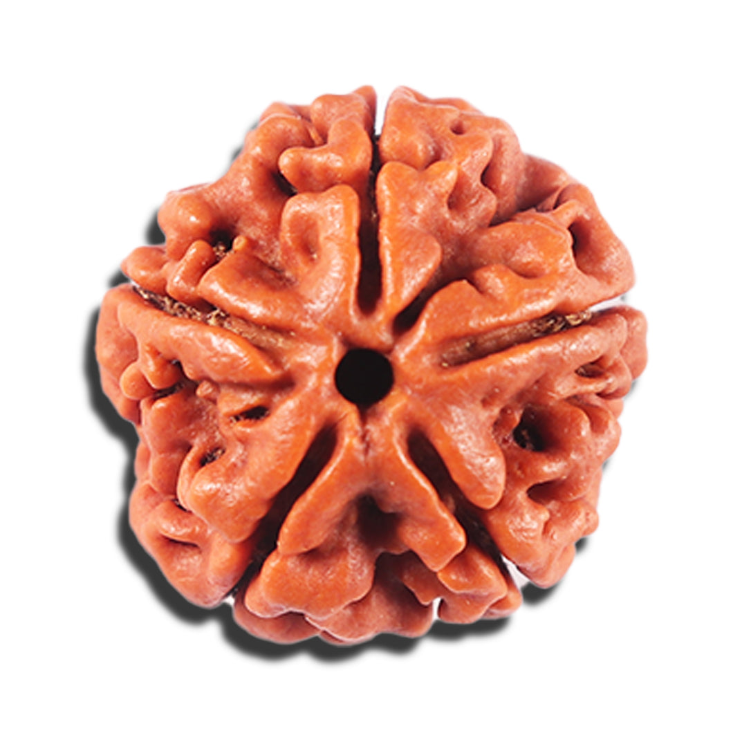 5 Mukhi Rudraksha from Nepal - Bead No. 474