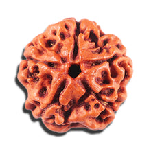 Load image into Gallery viewer, 5 Mukhi Rudraksha from Nepal - Bead No. 475
