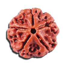 Load image into Gallery viewer, 5 Mukhi Rudraksha from Nepal - Bead No. 476
