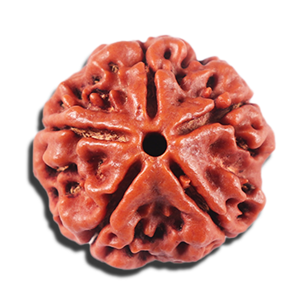 5 Mukhi Rudraksha from Nepal - Bead No. 476