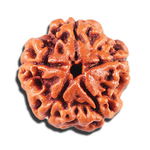 Load image into Gallery viewer, 5 Mukhi Rudraksha from Nepal - Bead No. 477
