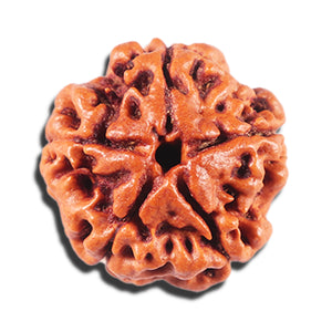 5 Mukhi Rudraksha from Nepal - Bead No. 477