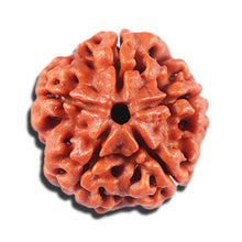 Load image into Gallery viewer, 5 Mukhi Rudraksha from Nepal - Bead No. 478
