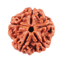 Load image into Gallery viewer, 5 Mukhi Rudraksha from Nepal - Bead No. 479
