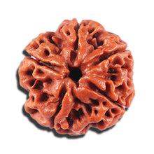 Load image into Gallery viewer, 5 Mukhi Rudraksha from Nepal - Bead No. 480
