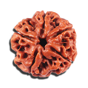 5 Mukhi Rudraksha from Nepal - Bead No. 480