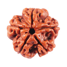 Load image into Gallery viewer, 5 Mukhi Rudraksha from Nepal - Bead No. 481
