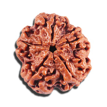 Load image into Gallery viewer, 5 Mukhi Rudraksha from Nepal - Bead No. 441
