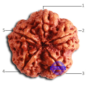 5 Mukhi Rudraksha from Nepal - Bead No. 388