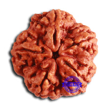 Load image into Gallery viewer, 5 Mukhi Rudraksha from Nepal - Bead No. 388
