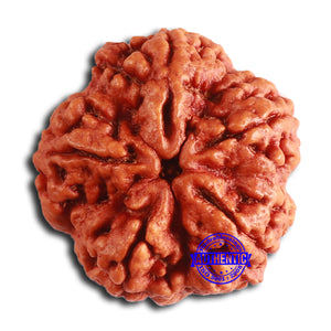 5 Mukhi Rudraksha from Nepal - Bead No. 388