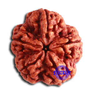 5 Mukhi Rudraksha from Nepal - Bead No. 396