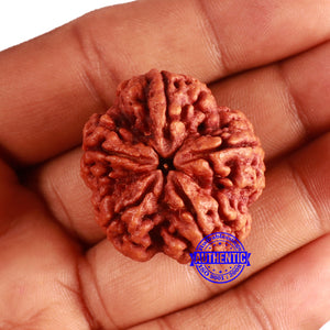 5 Mukhi Rudraksha from Nepal - Bead No. 396