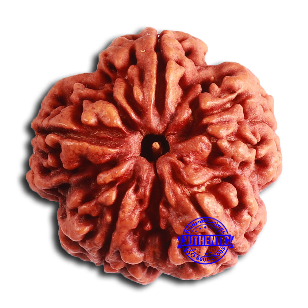 5 Mukhi Rudraksha from Nepal - Bead No. 402