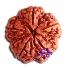 Load image into Gallery viewer, 5 Mukhi Rudraksha Ganesh from Nepal - Bead No. 405
