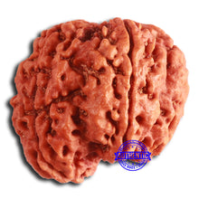 Load image into Gallery viewer, 5 Mukhi Rudraksha Ganesh from Nepal - Bead No. 405
