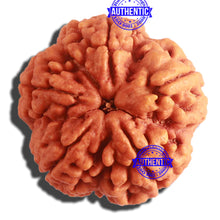 Load image into Gallery viewer, 5 Mukhi Rudraksha from Nepal - Bead No. 304
