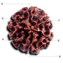 Load image into Gallery viewer, 6 Mukhi Hybrid Rudraksha - Bead No. 66
