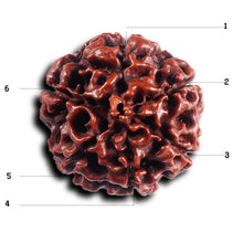 Load image into Gallery viewer, 6 Mukhi Hybrid Rudraksha - Bead No. 69
