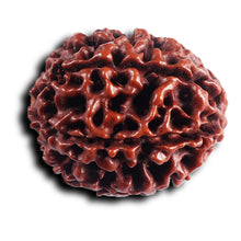 Load image into Gallery viewer, 6 Mukhi Hybrid Rudraksha - Bead No. 69
