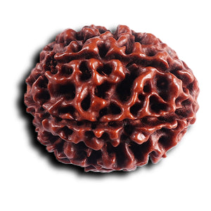 6 Mukhi Hybrid Rudraksha - Bead No. 69