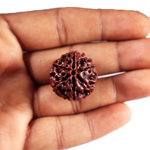 6 Mukhi Hybrid Rudraksha - Bead No. 70