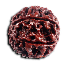 Load image into Gallery viewer, 6 Mukhi Hybrid Rudraksha - Bead No. 70
