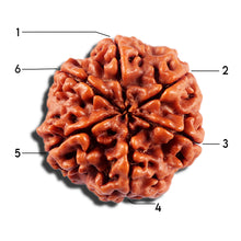 Load image into Gallery viewer, 6 Mukhi Rudraksha from Nepal - Bead No 487
