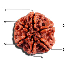 Load image into Gallery viewer, 6 Mukhi Rudraksha from Nepal - Bead No 489
