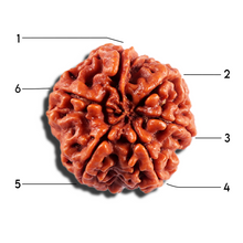 Load image into Gallery viewer, 6 Mukhi Rudraksha from Nepal - Bead No 490
