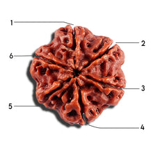 Load image into Gallery viewer, 6 Mukhi Rudraksha from Nepal - Bead No 491
