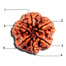 Load image into Gallery viewer, 6 Mukhi Rudraksha from Nepal - Bead No 492
