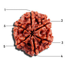 Load image into Gallery viewer, 6 Mukhi Rudraksha from Nepal - Bead No 493
